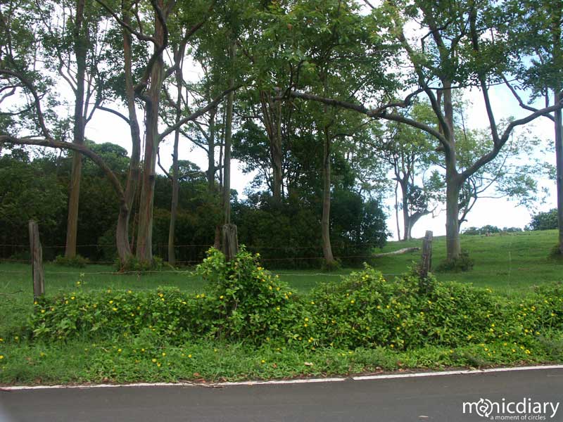 tohana.jpg : hana.maui