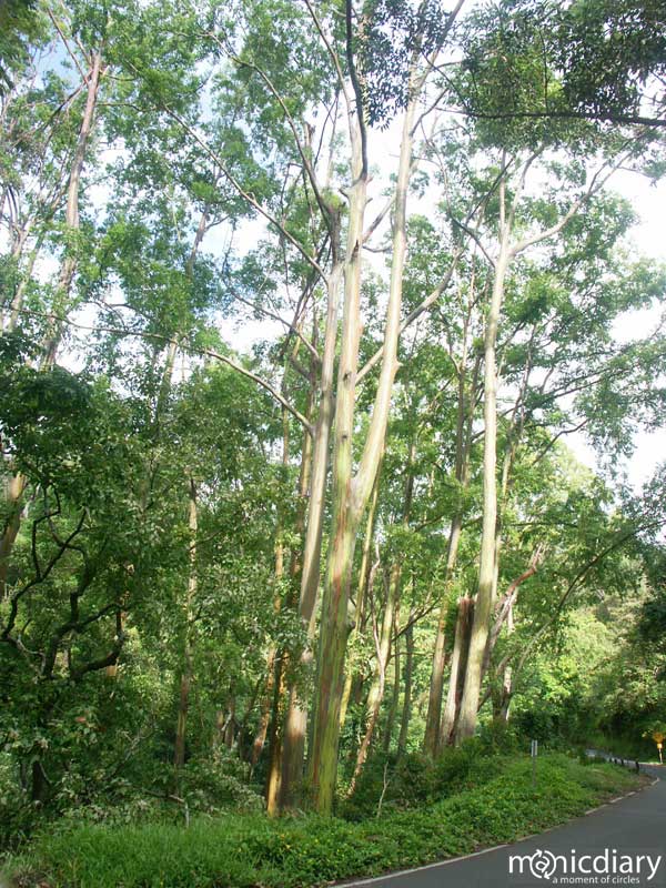 tohana00.jpg : hana.maui