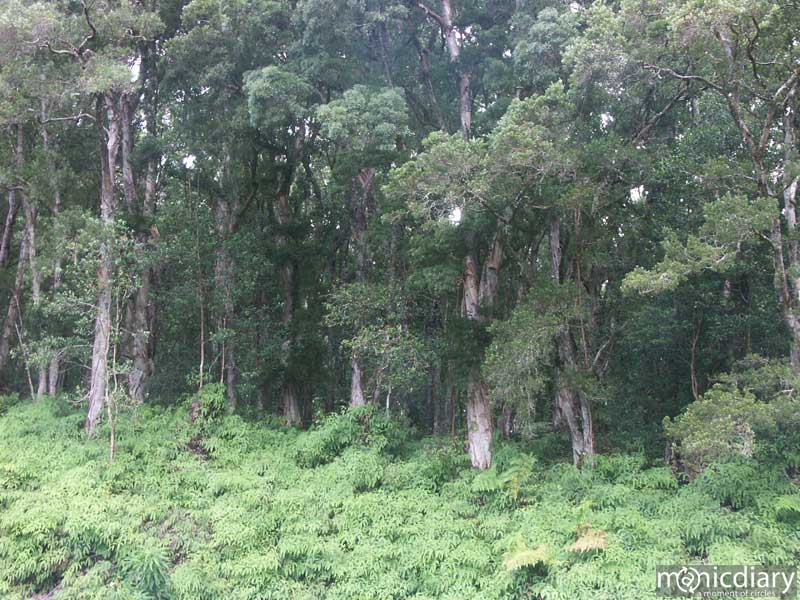 tohana01.jpg : hana.maui