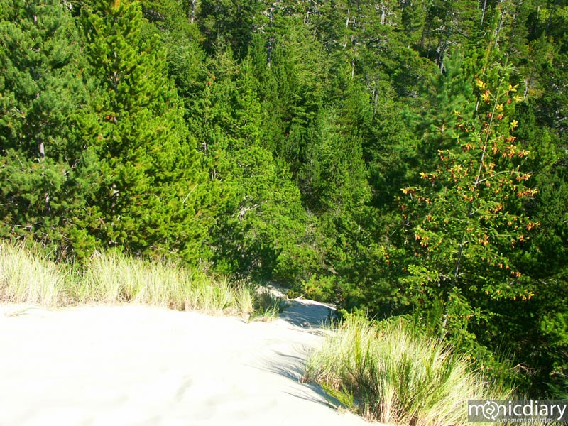 honeyman04.jpg : honeyman.sp.oregon