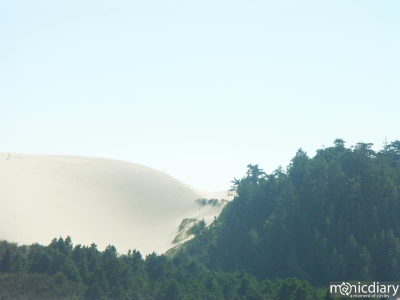 honeyman06.jpg : honeyman.sp.oregon