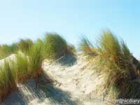 honeyman00.jpg : honeyman.sp.oregon