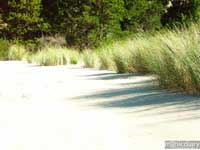 honeyman02.jpg : honeyman.sp.oregon