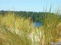 honeyman05.jpg : honeyman.sp.oregon