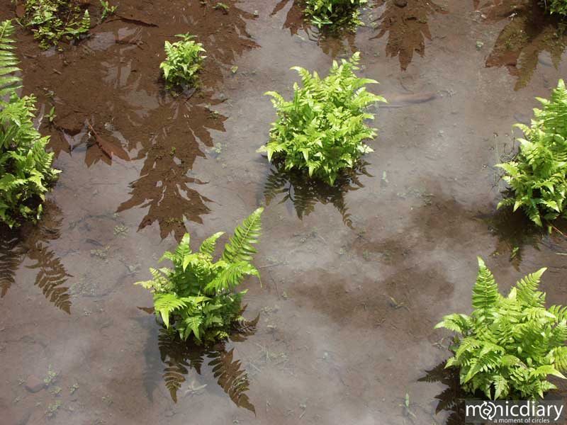 ferns.jpg : iao.maui