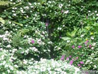 flowerwaterkg.jpg : iao.maui