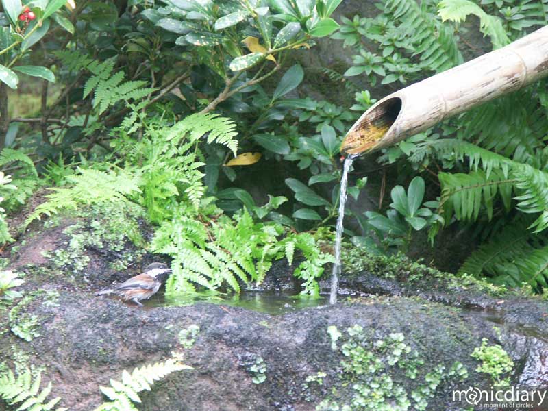 japanese_garden17.jpg : japanese.garden.portland.or