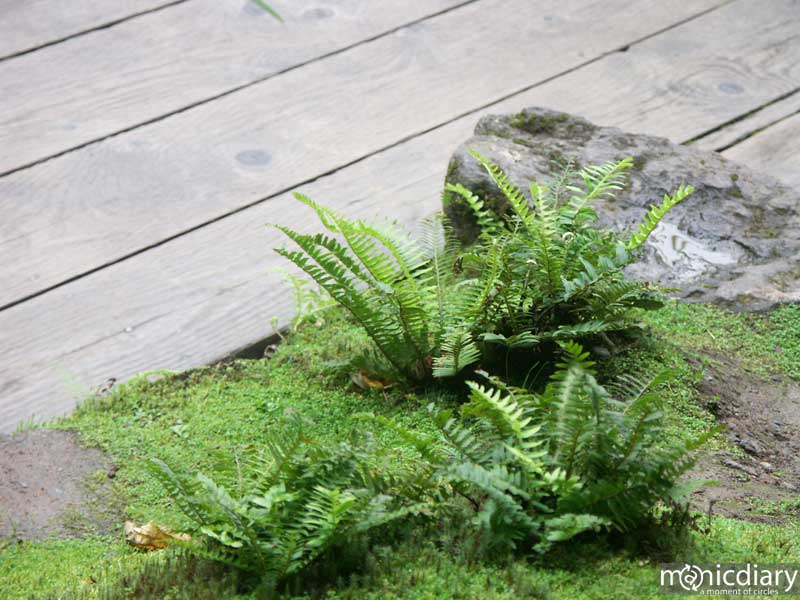 japanese_garden26.jpg : japanese.garden.portland.or