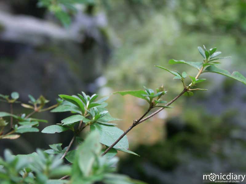 japanese_garden37.jpg : japanese.garden.portland.or