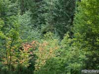 japanese_garden02.jpg : japanese.garden.portland.or