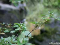 japanese_garden37.jpg : japanese.garden.portland.or