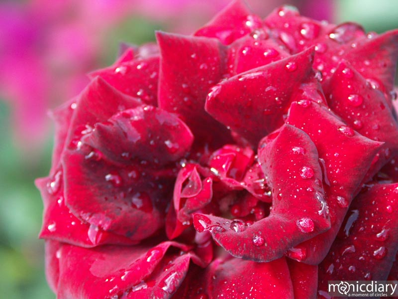 city_of_roses03.jpg : misc.oregon