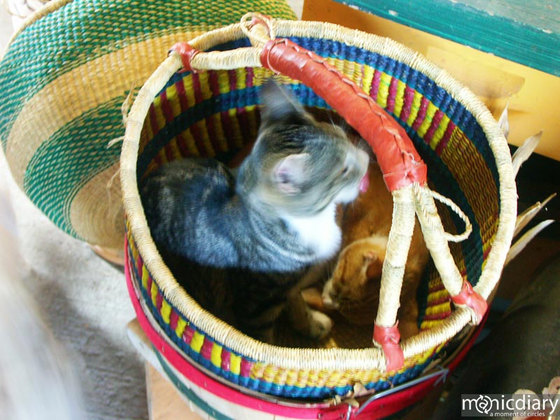 kitten.jpg : misc.oregon