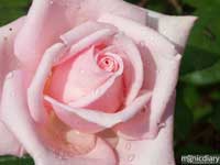 city_of_roses01.jpg : misc.oregon