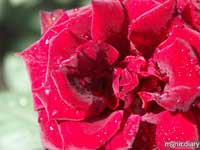 city_of_roses02.jpg : misc.oregon