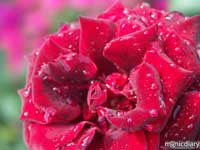 city_of_roses03.jpg : misc.oregon