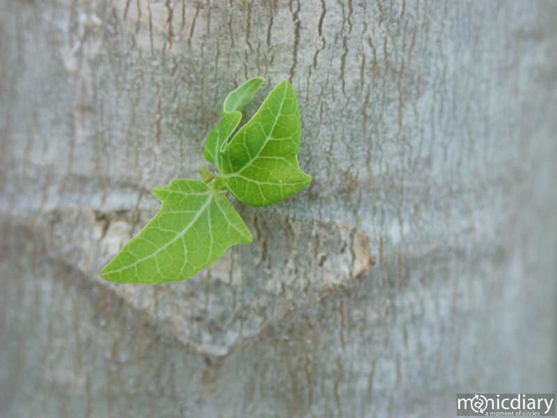 papaya.jpg : the.mill.maui