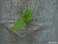 papaya.jpg : the.mill.maui