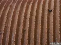 wheel.jpg : the.mill.maui